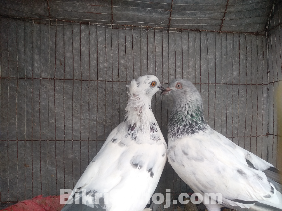 এক জোড়া গিরিবাজ কবুতর বিক্রয় হবে !